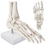 1:1 Skeletvoet