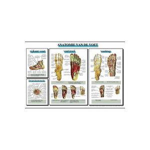 Poster Geplastificeerd Anatomie Van De Voet