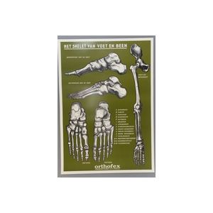 Poster Skelet Voet en Been