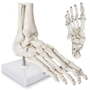1:1 Skeletvoet