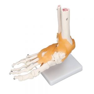 1:1 Skeletvoet