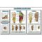 Poster Geplastificeerd Anatomie Van De Voet
