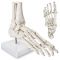 1:1 Skeletvoet
